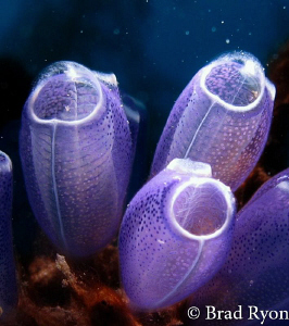 Blue Bell Tunicate (Clavelina puerto-secensi) lit with a ... by Brad Ryon 